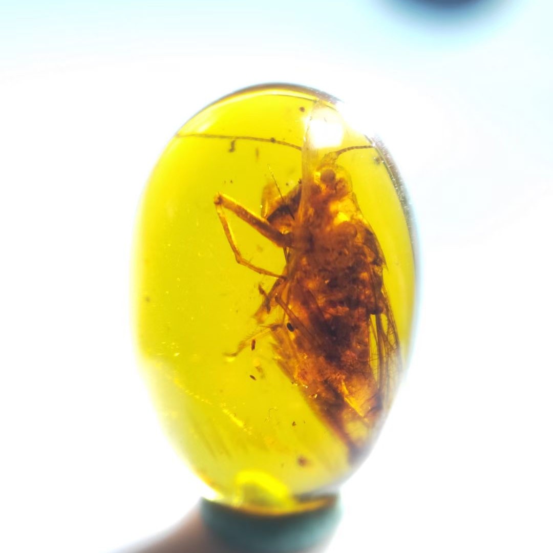 蝗虫天然缅甸琥珀蜜蜡虫珀原石裸石无优化化石昆虫保真正品
