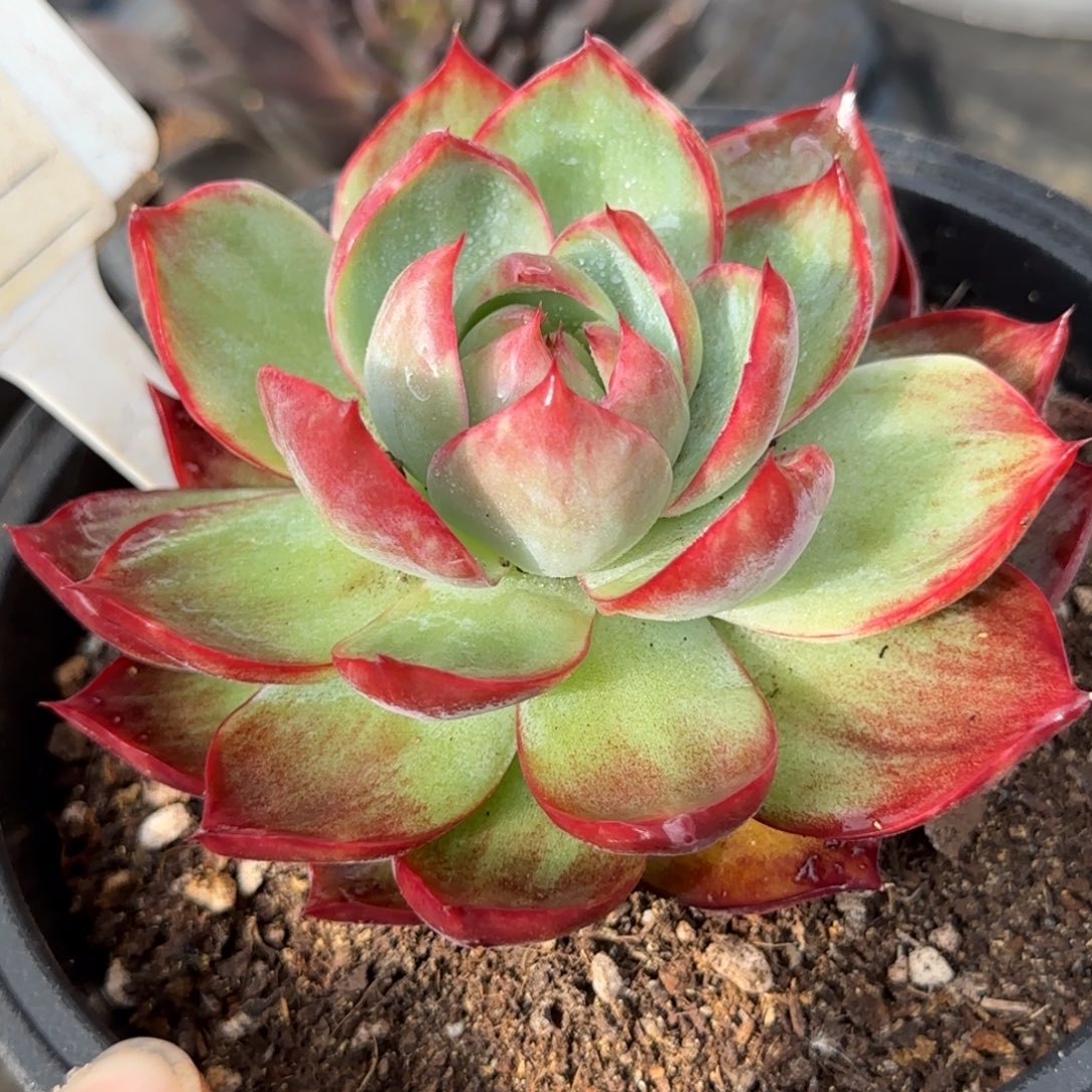 惊鸿一物一拍包装收缩花旱781