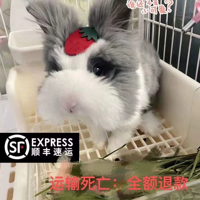 小兔子活体道奇盖脸猫猫兔长毛宠物儿童好养垂耳侏儒安哥拉兔活物