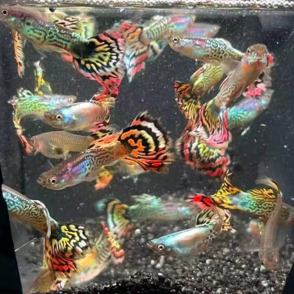 花老虎孔雀鱼热带鱼好养耐活新手可养小型观赏鱼