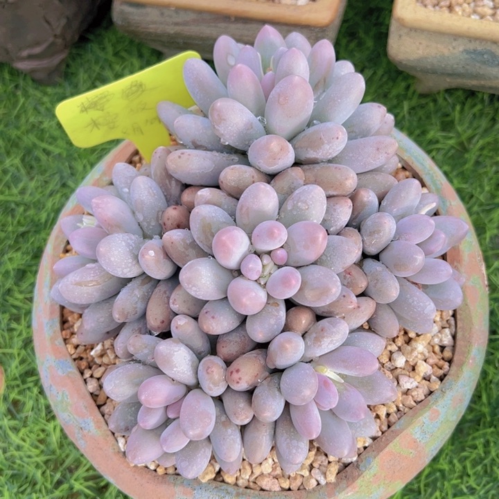 健健康康平平安安