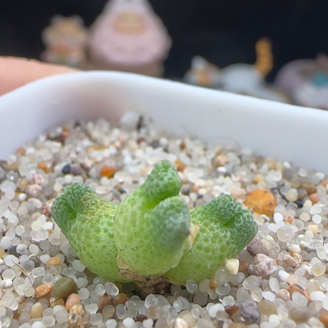 2.15.82/鹿角斑马