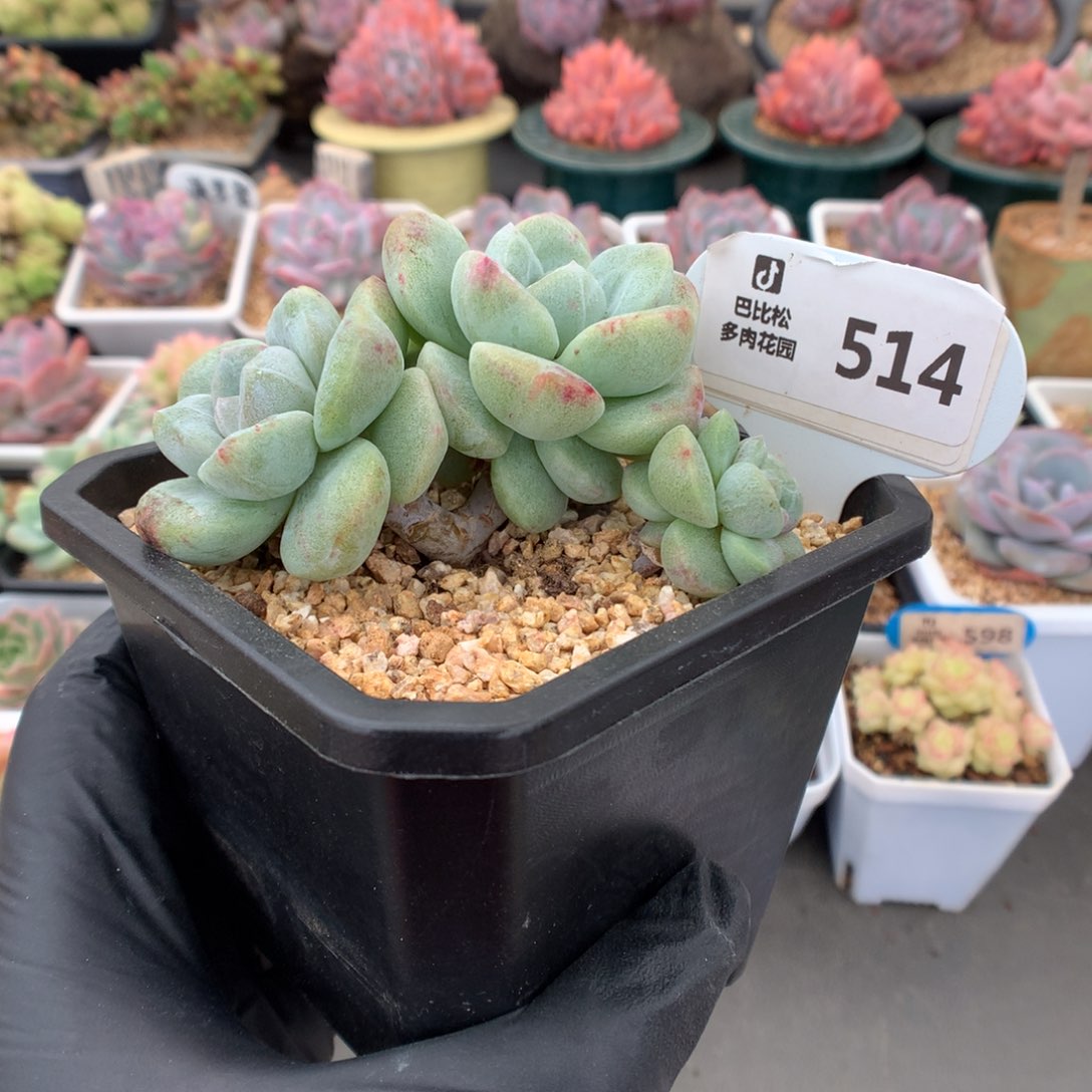 514 冰玉石化小树