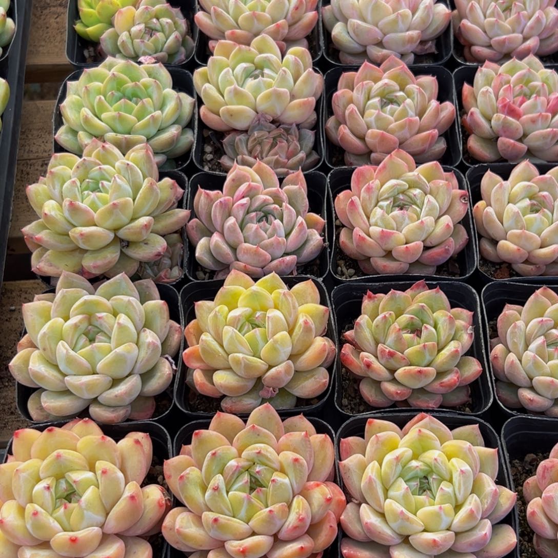 ****️187多肉葡萄的味道是真的