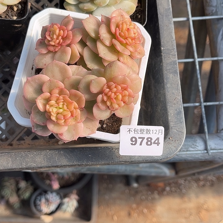 阿雅园艺。        9784腊母丹锦