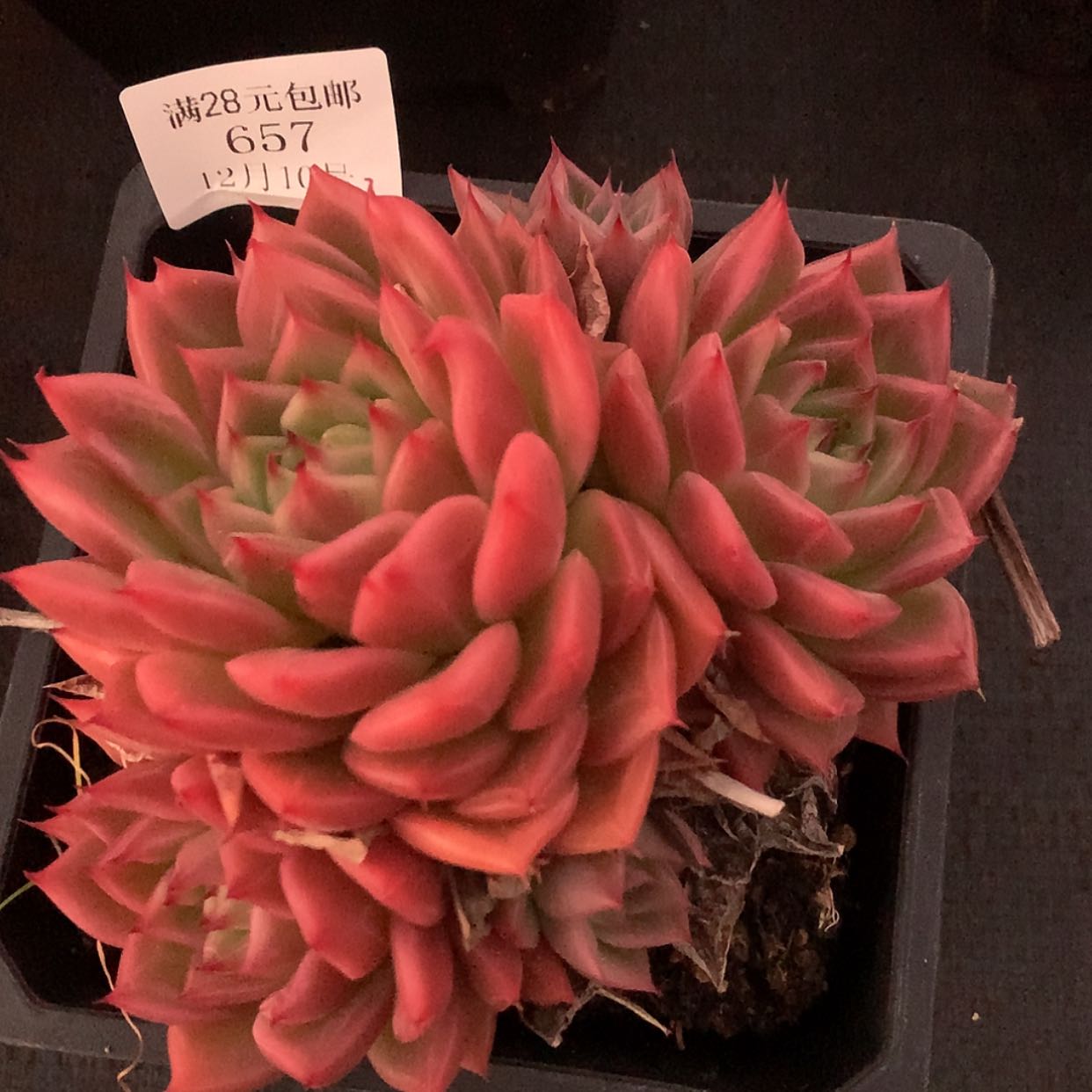 【闪购商品】云657号