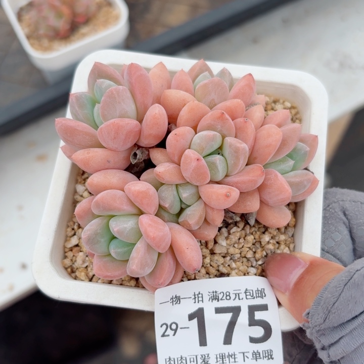 芙丽朵多肉多肉多肉植物多肉