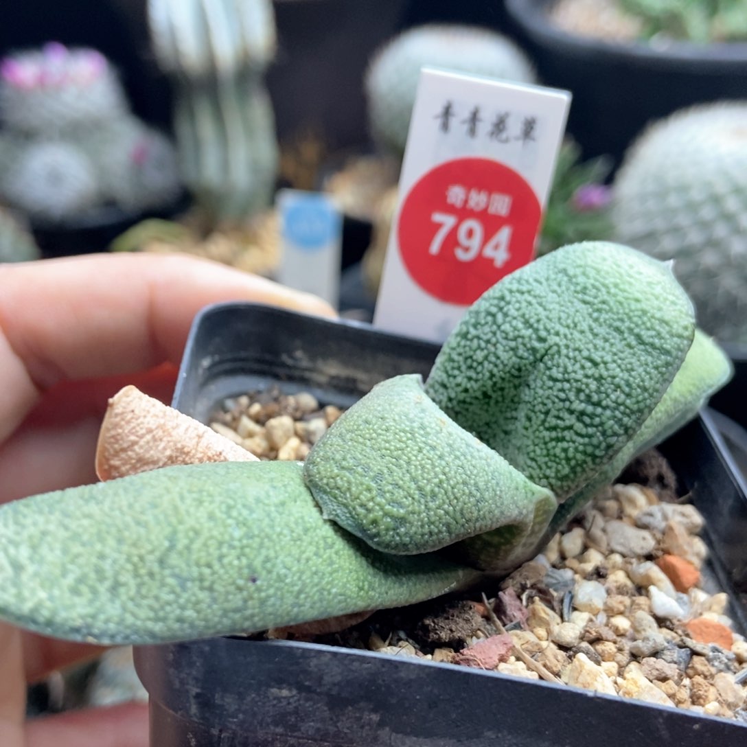 白密尤卧牛一棵实生