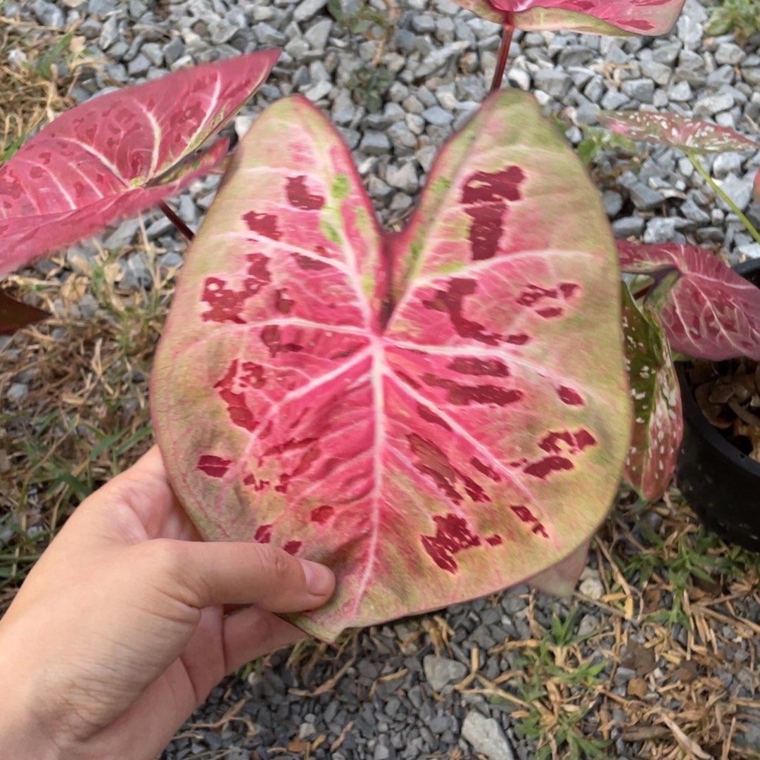 无花朵D295新品种子