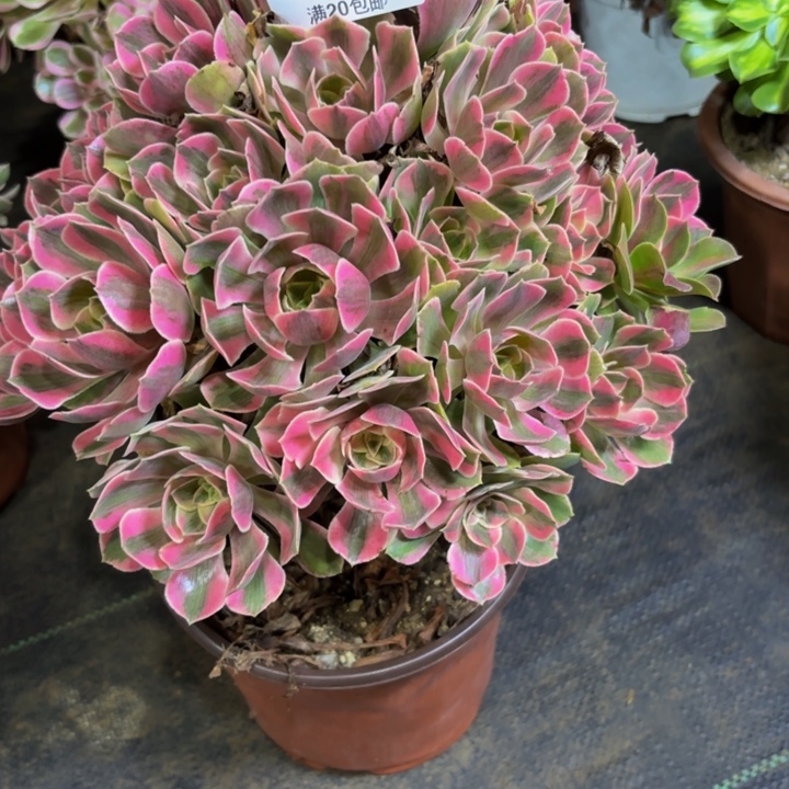 瑞妈多肉园艺312，