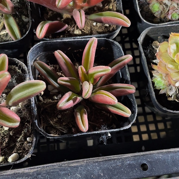 红背椒草3.8带盆土