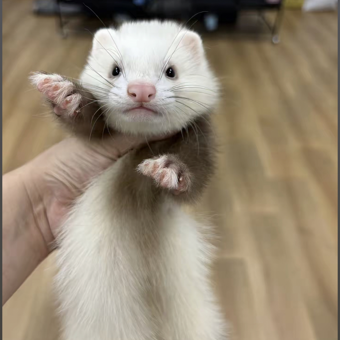 3~4月手养雪貂，所有颜色统一价格，特价出售（送笼子）