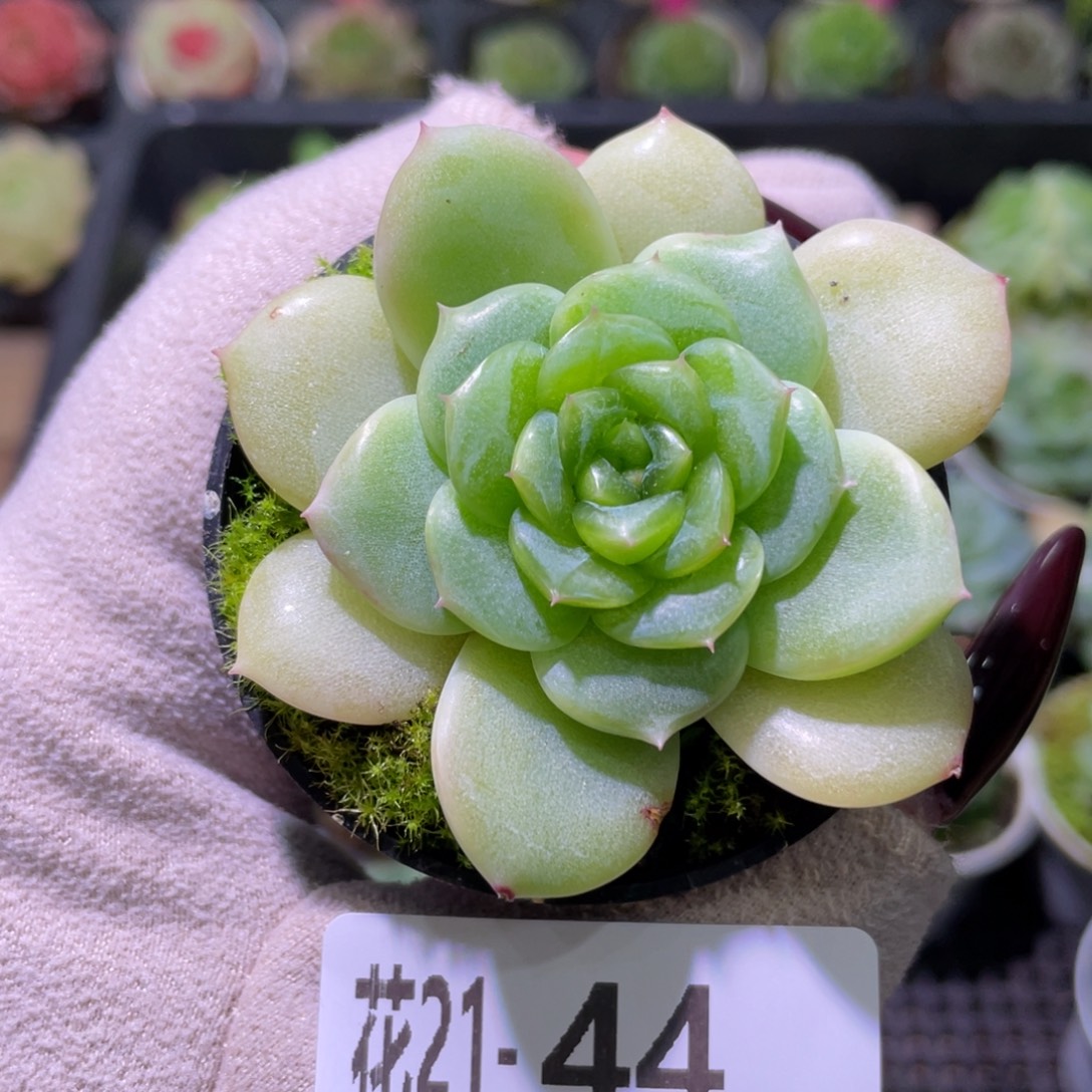 花利美21-44新品珍妮