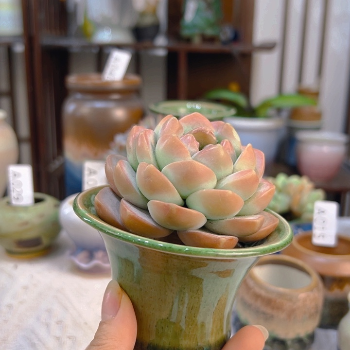 景德镇陶瓷研究所