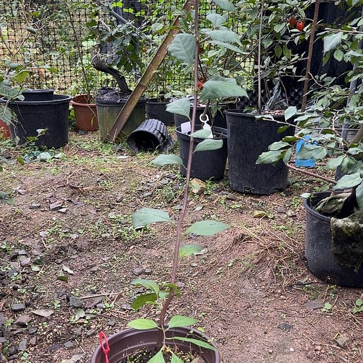 一***月无花朵老鸦柿紫玲珑嫁接包邮