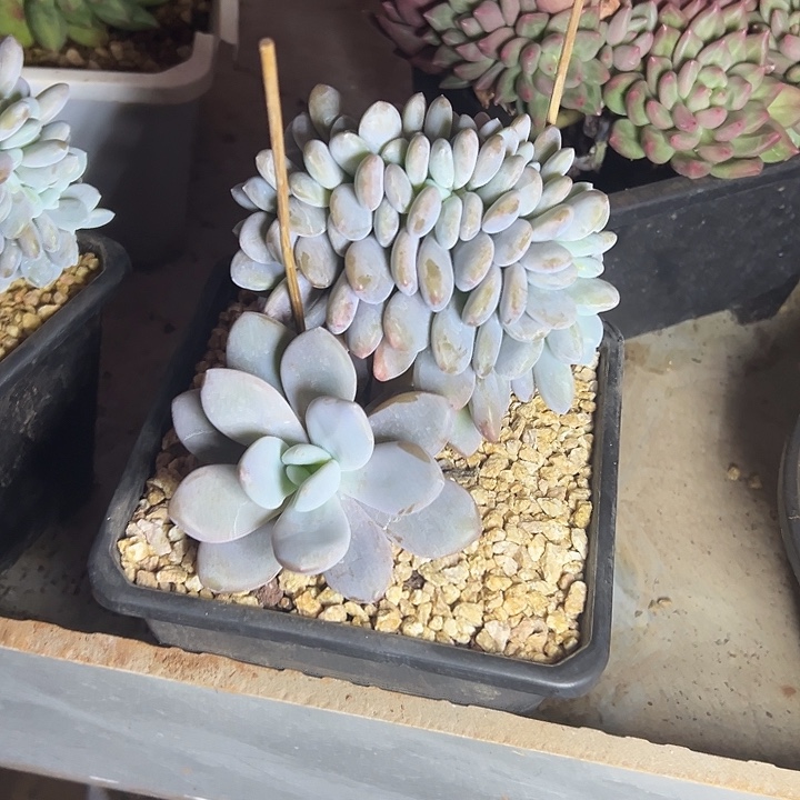 粉兔群生缀化多头