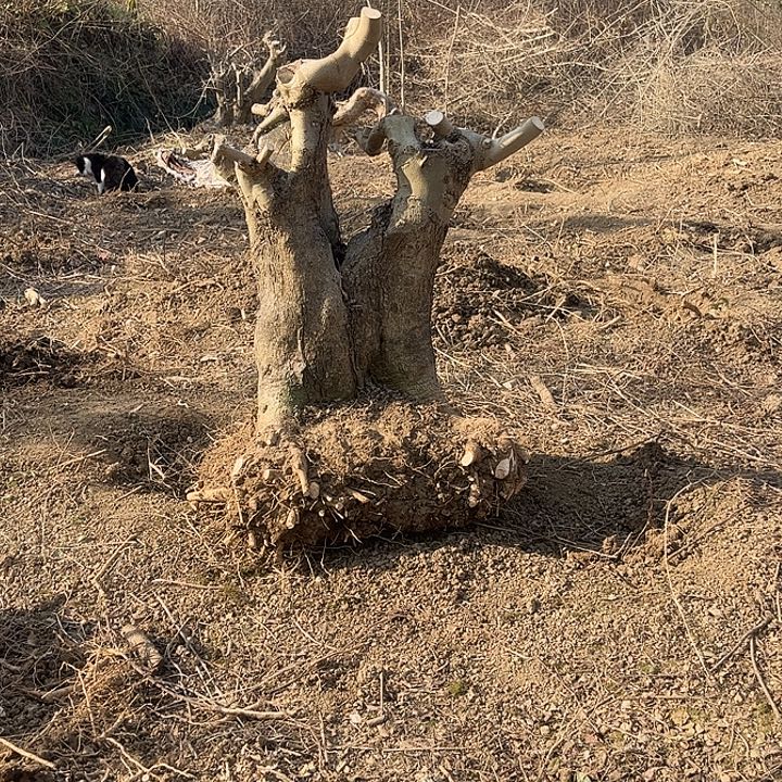 琢***鸟无花朵对节白蜡素材一颗