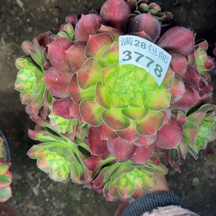 3778韶华多肉植物