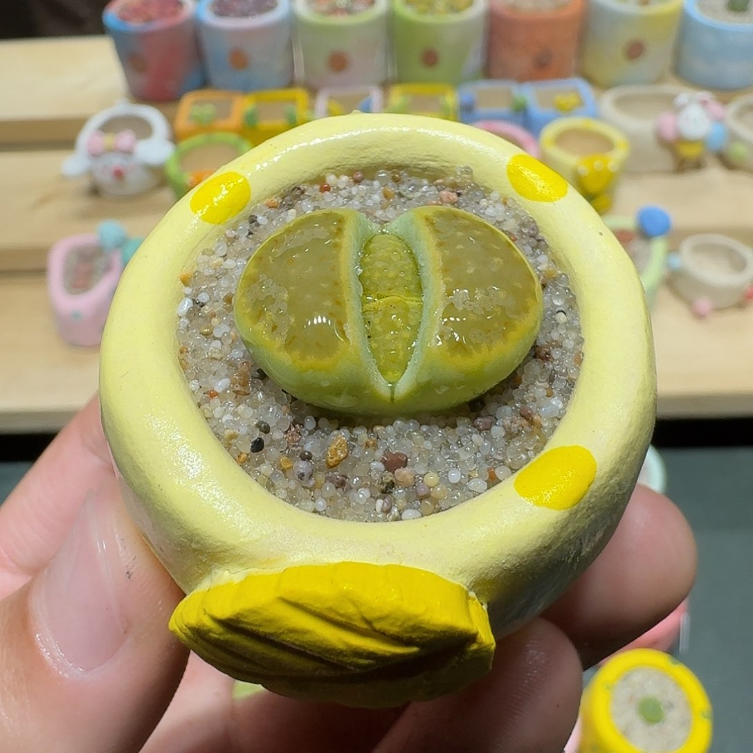 红陶蘑菇471黄巴厘