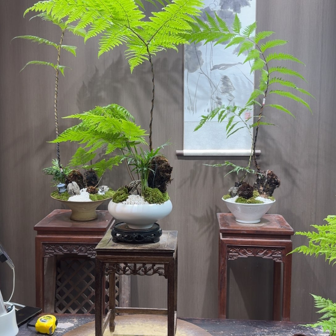 ****壹无花朵蕨类植物一物一拍
