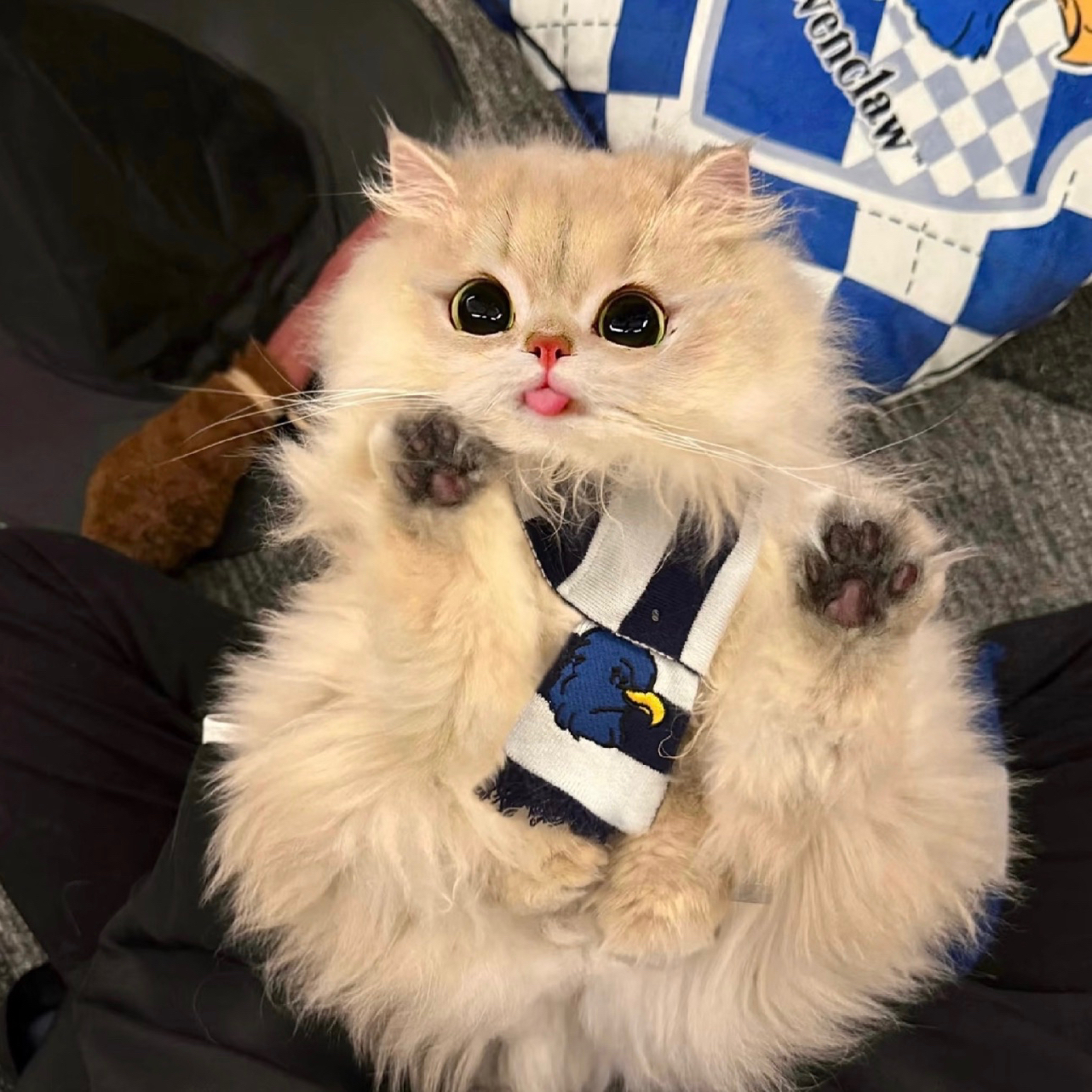 安诺精品猫舍专拍