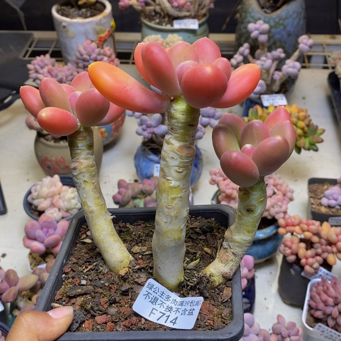 714金蟾多肉整12c m