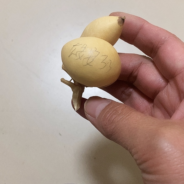 雄****J异形葫芦手把件