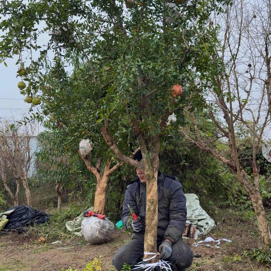 完全开放完全开放