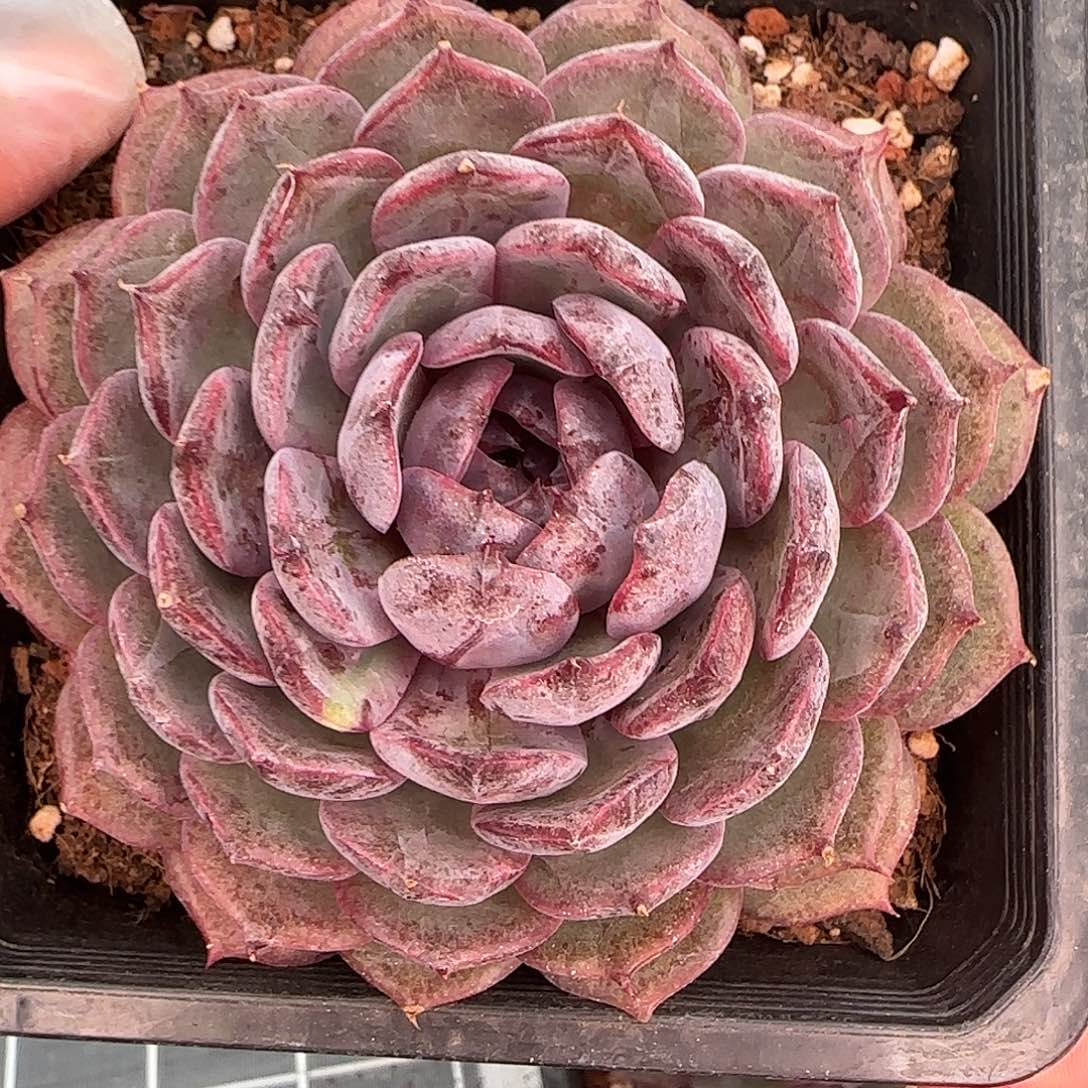 从前慢甄选多肉编号0126-蓝莓