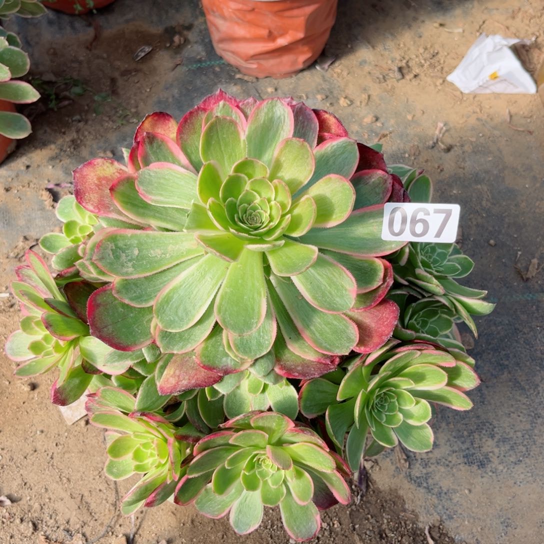 067粉花妖夜宴多肉植物