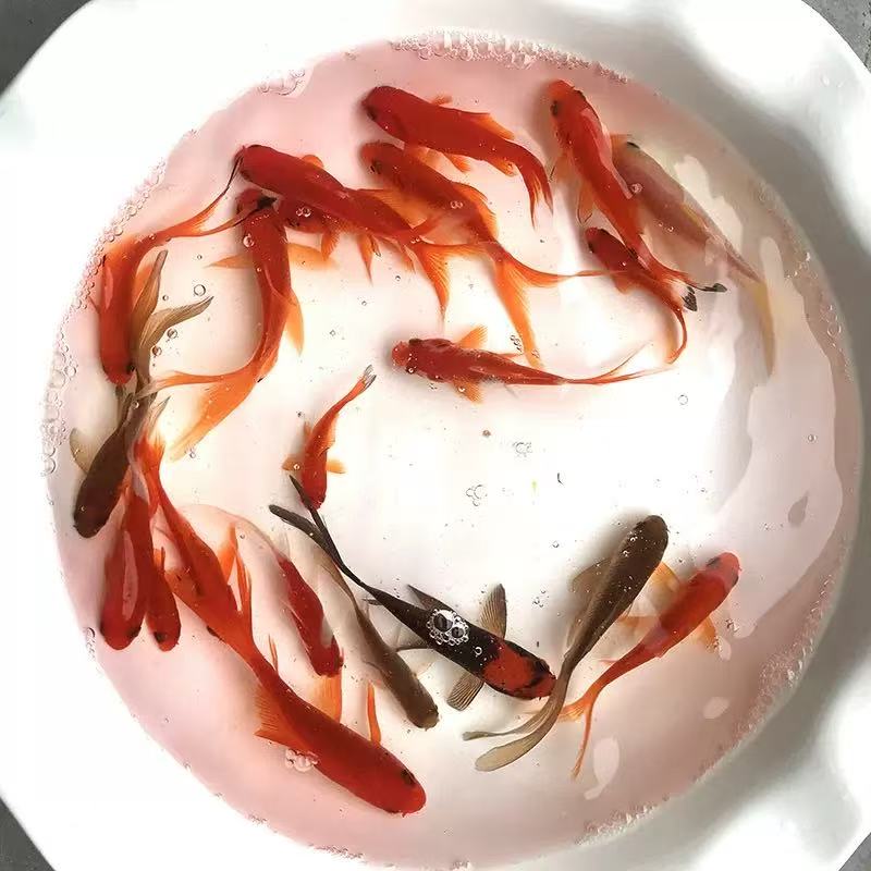 包邮35条3-7厘米多彩混色火焰红草金鱼冷水鱼耐活观赏鱼渔场直发