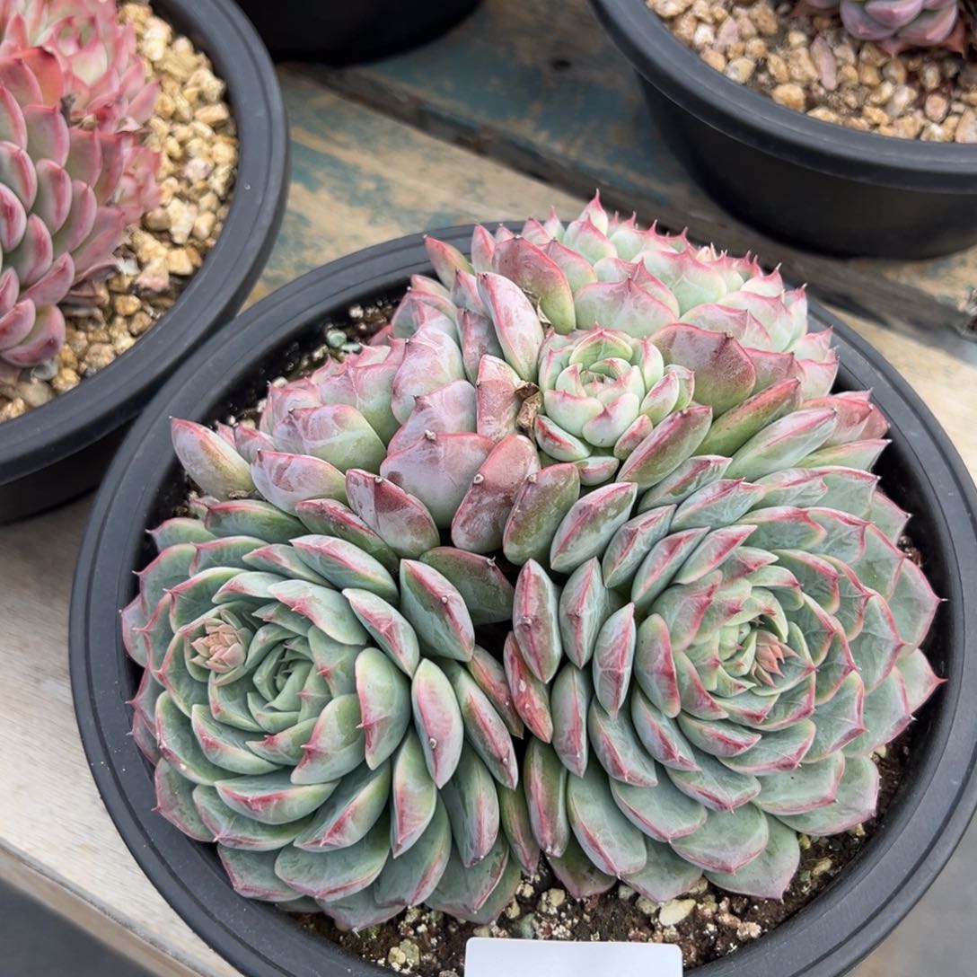 余*…8546多肉多多多多多多多