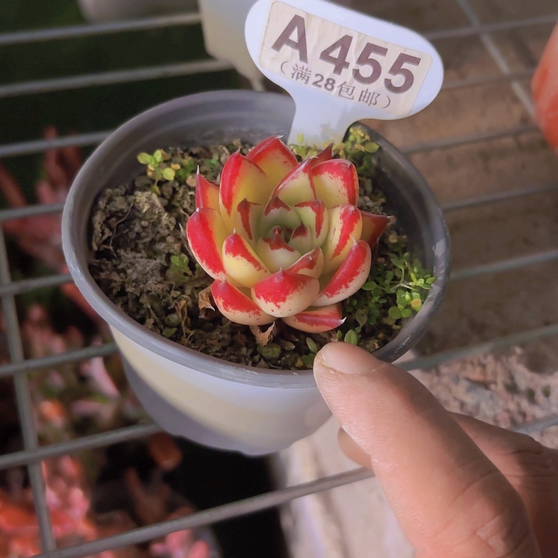 A455黄皮乌木一物一拍