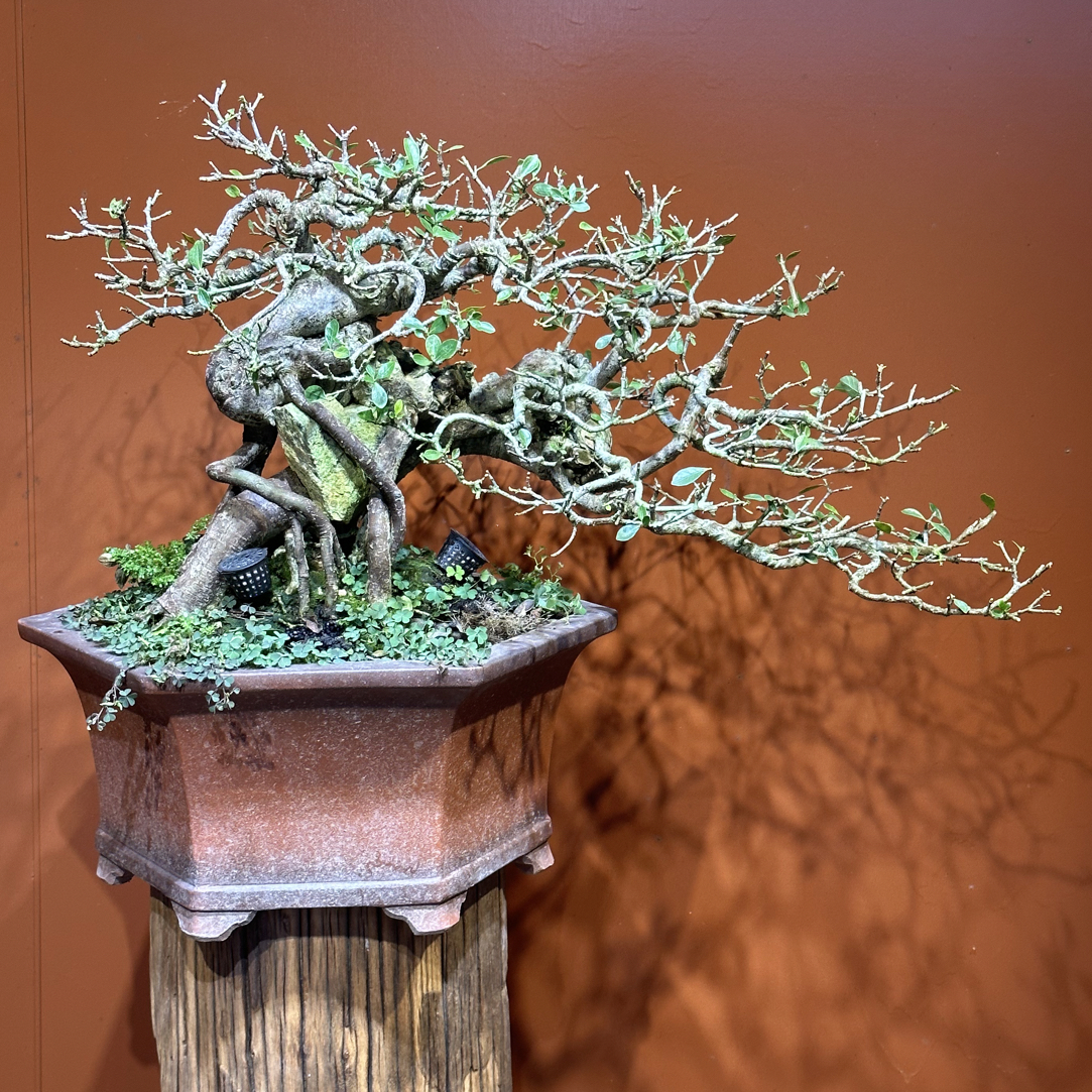 【遇繁花盆景】精品年功山采栀子花盆景