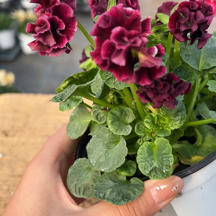 红陶抖音直播闪拍139