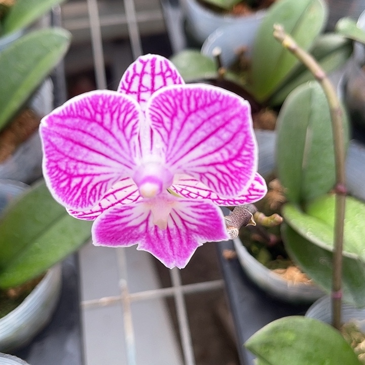 蓝精灵2.8钢出根带剑