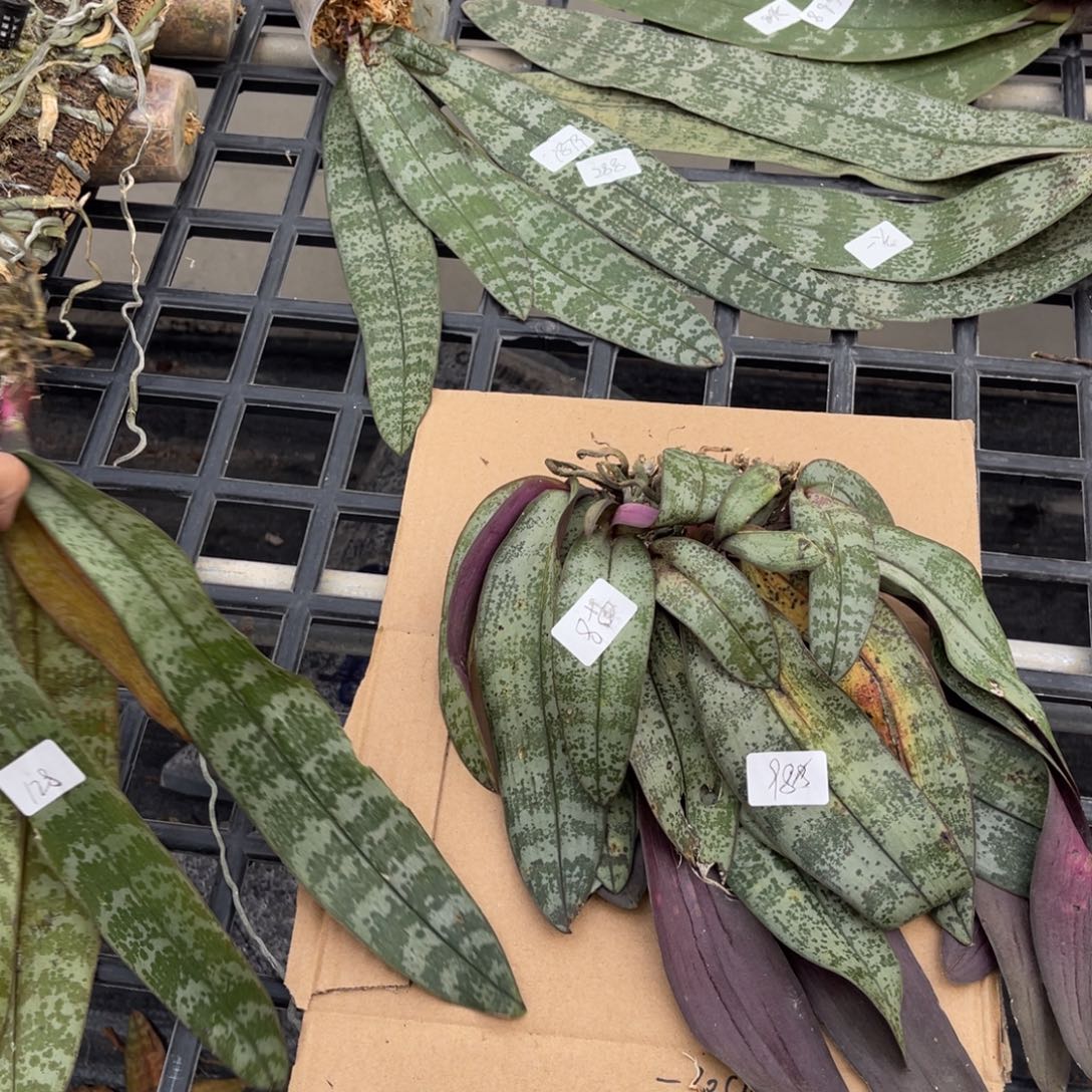 当前无花栽培后可以开花