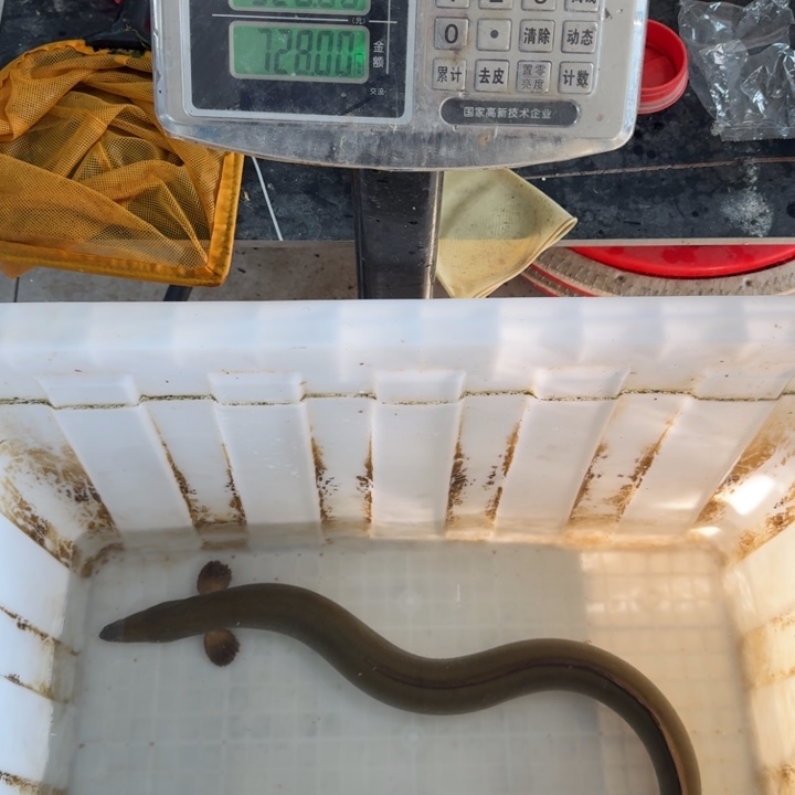 野生鳗鱼二斤八两包活