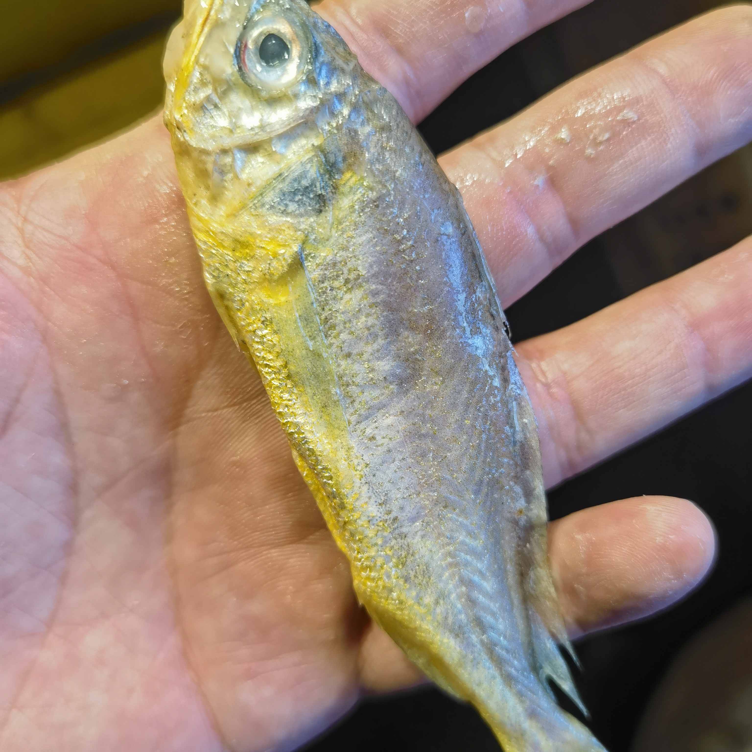 野生大连海捕黄花鱼海鱼花豆小黄花鱼大连顺丰冷链发货(嫌小勿拍)