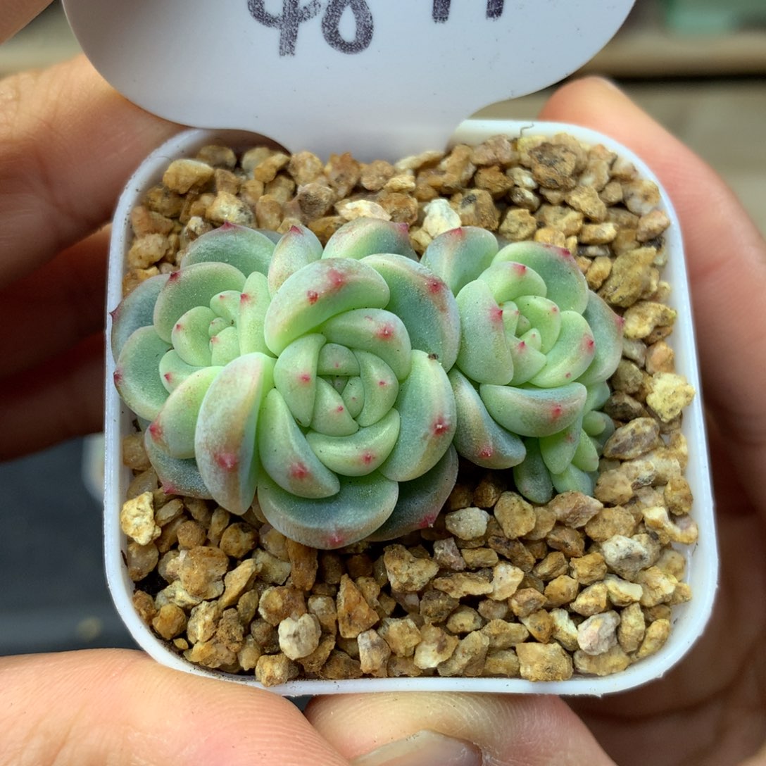 秃子甜心4头自然群4841