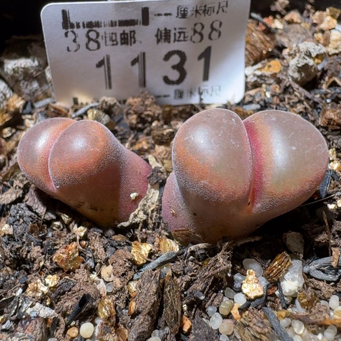 Sss清清清货卖1131