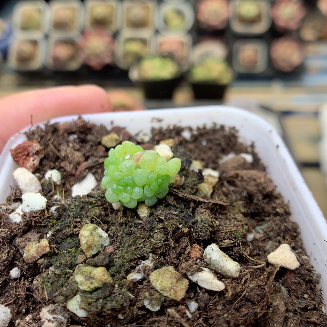 G108定繁葡萄叶Q88