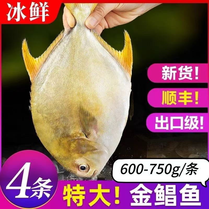 超大号海捕金鲳鱼4条 每条鱼1.2斤-1.5斤之间的 顺风包邮
