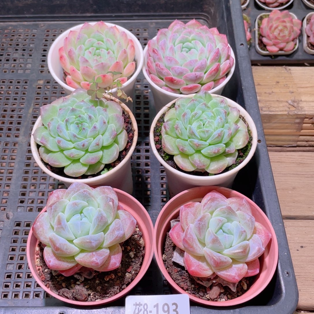 花利美8-193框拍6颗