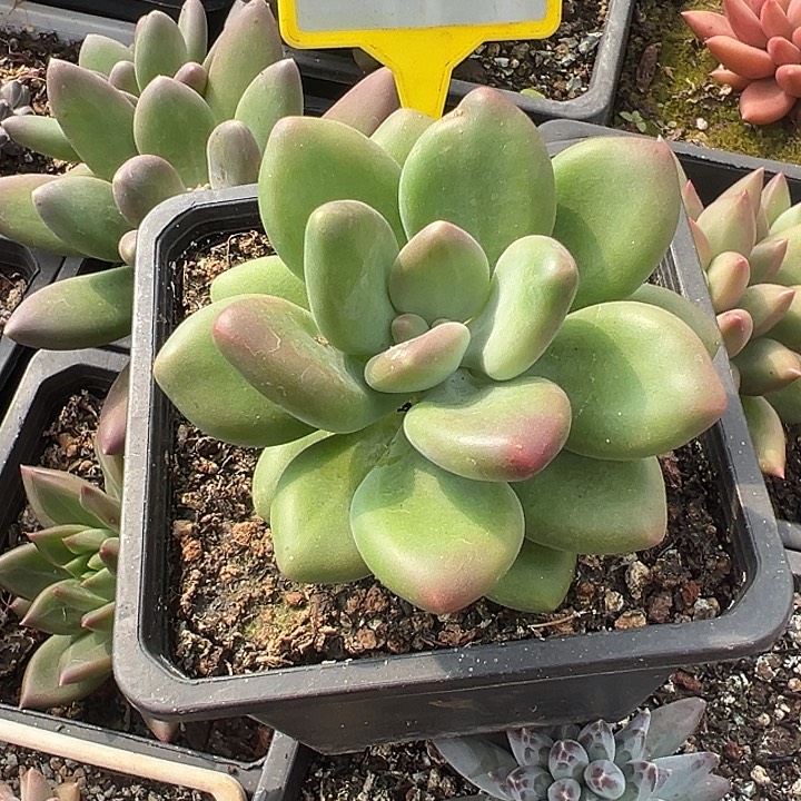 KK美人一物一拍882