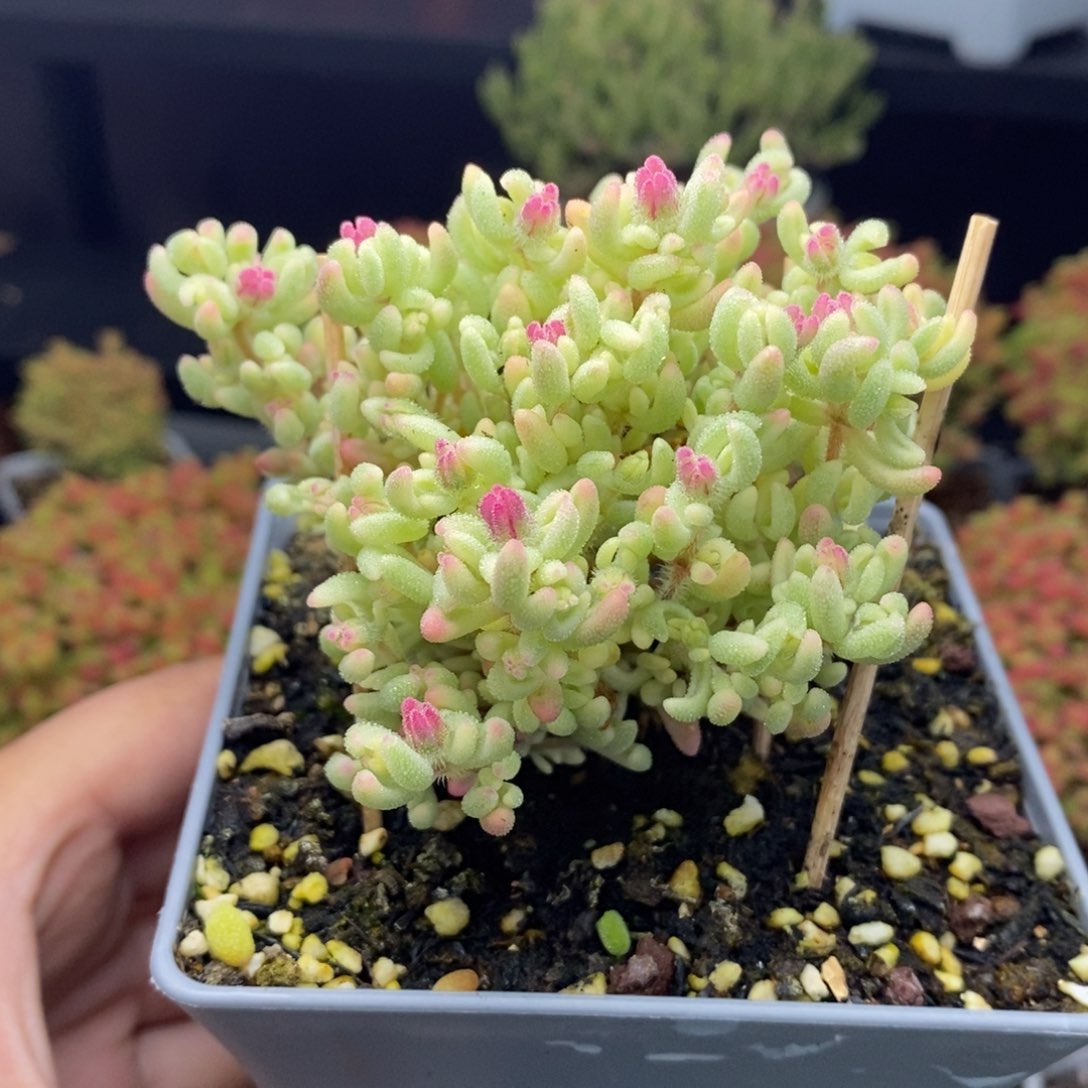 没****界530号红宝石锦枝干