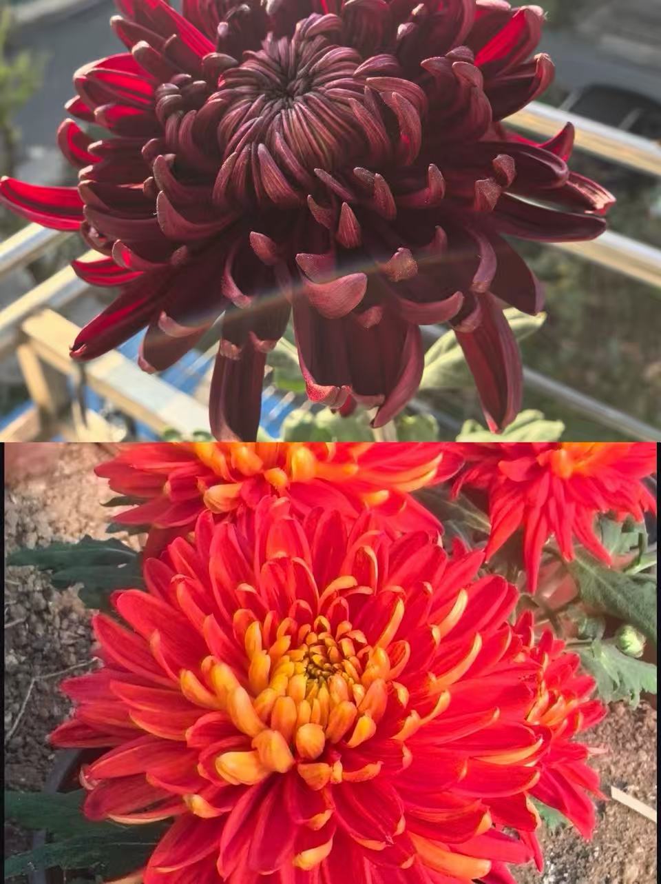 九月菊 花后根《黑旋风➕丽金》想留品种的再拍 不售后