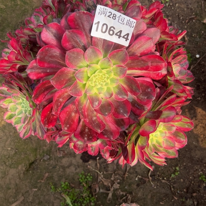 10644天和多肉植物