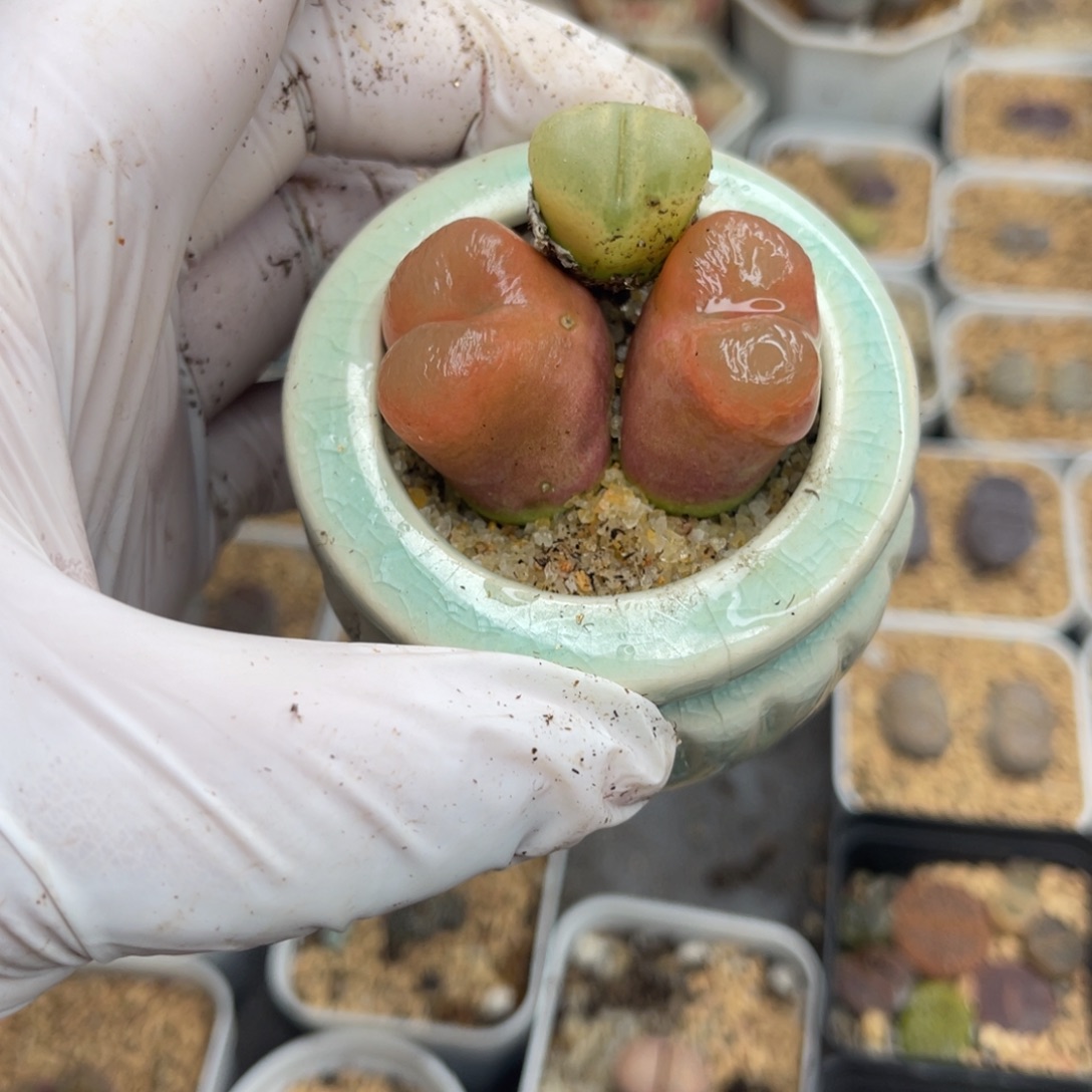 多肉植物一物一拍32