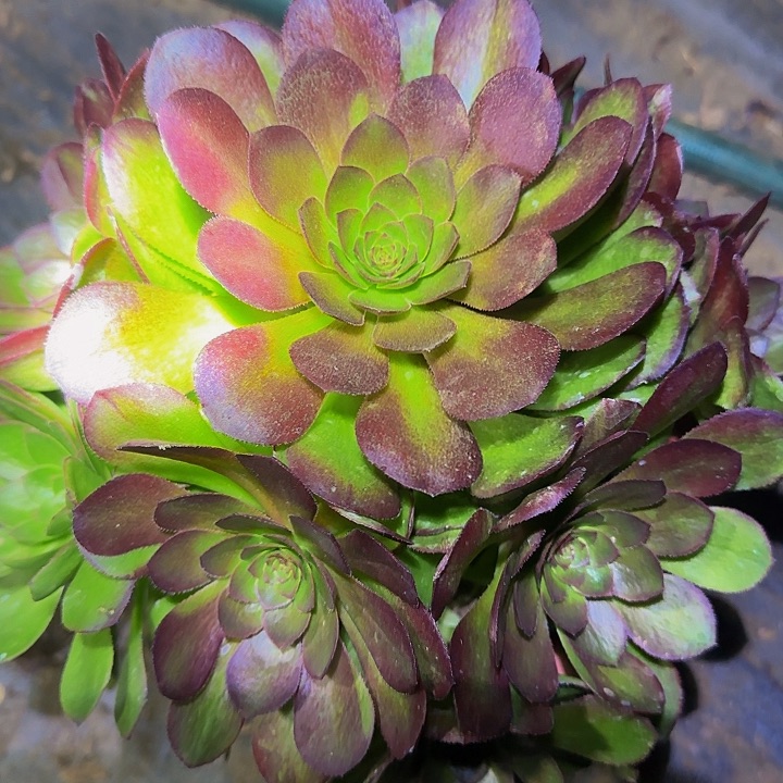 红心万圣节亏本福利